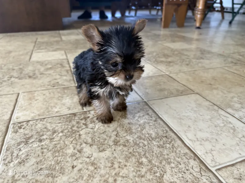 Teacup prissy  – Yorkshire Terrier puppy for sale in Philadelphia, PA