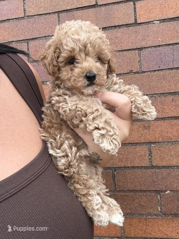 Cindy – Poodle - Toy  puppy for sale in Philadelphia, PA