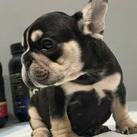 Star, a female French Bulldog for sale in Philadelphia, PA – Photo 3 of 7