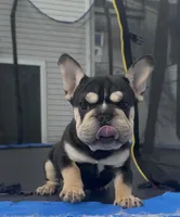 Star, a female French Bulldog for sale in Philadelphia, PA – Photo 1 of 8