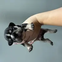 Star, a female French Bulldog for sale in Philadelphia, PA – Photo 6 of 7