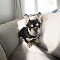 Star, a female French Bulldog for sale in Philadelphia, PA – Photo 1 of 7