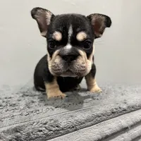 Star, a female French Bulldog for sale in Philadelphia, PA – Photo 4 of 7