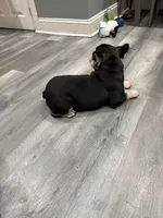 Star, a female French Bulldog for sale in Philadelphia, PA – Photo 2 of 7