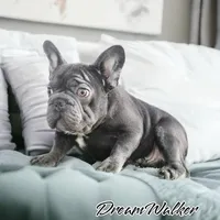 Star, a female French Bulldog for sale in Philadelphia, PA – Photo 7 of 7