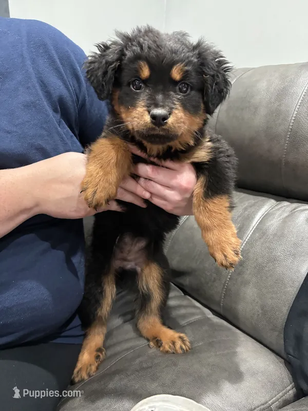 River  – Rottweiler puppy for sale in Philadelphia, PA
