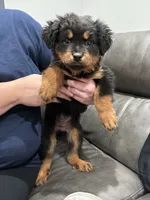 River , a female Rottweiler for sale in Philadelphia, PA – 1 of 7