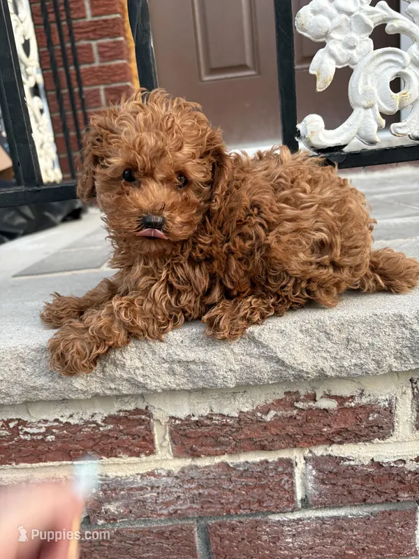 Saint  – Poodle - Miniature  puppy for sale in Philadelphia, PA