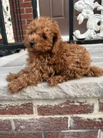 Saint , a male Poodle - Miniature  for sale in Philadelphia, PA – Photo 2 of 2