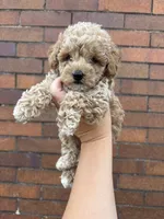 Cindy, a female Poodle - Toy  for sale in Philadelphia, PA – 3 of 4