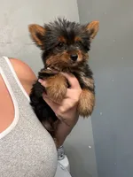 Tiny tim, a female Yorkshire Terrier for sale in Philadelphia, PA – 2 of 3