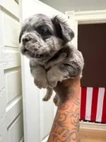 Mr miagi , a male French Bulldog for sale in Philadelphia, PA – 1 of 3