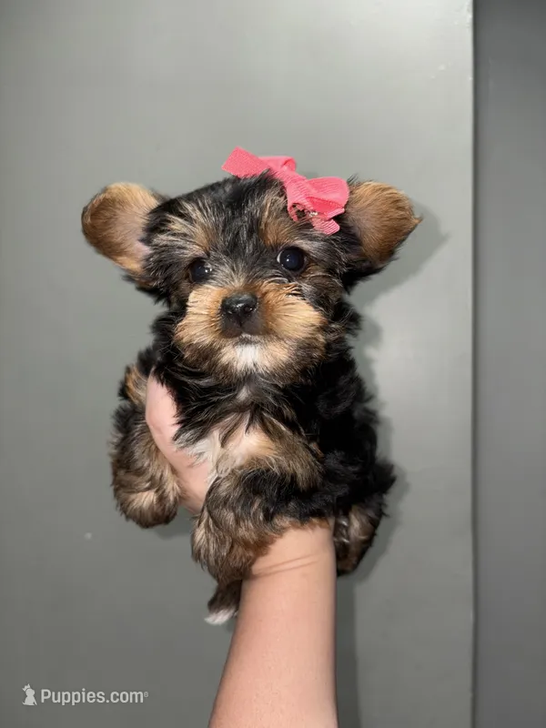 Chanel – Yorkshire Terrier puppy for sale in Philadelphia, PA