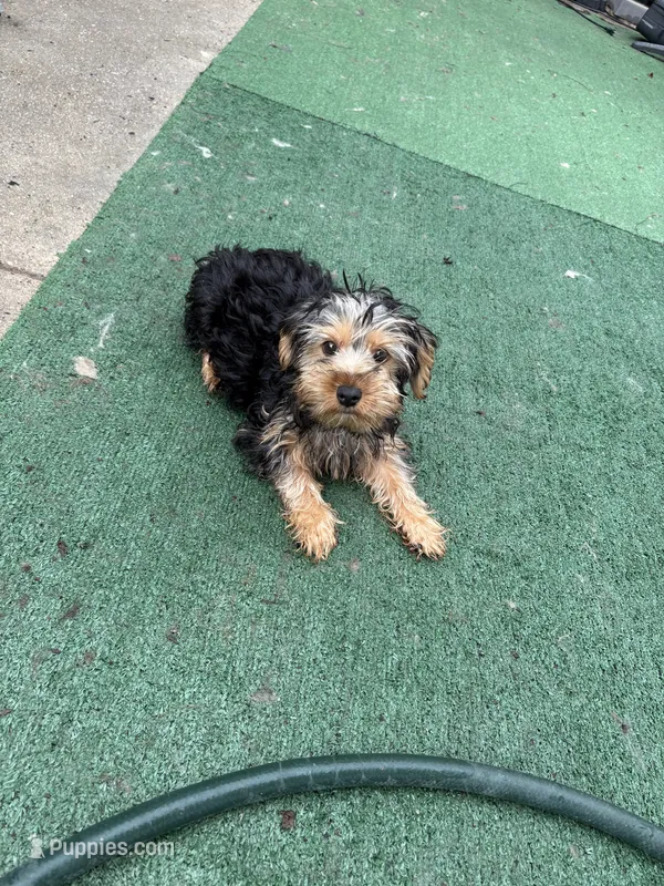 Julie – Yorkshire Terrier puppy for sale in Philadelphia, PA