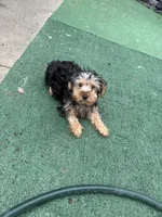 Julie, a female Yorkshire Terrier for sale in Philadelphia, PA – 1 of 1