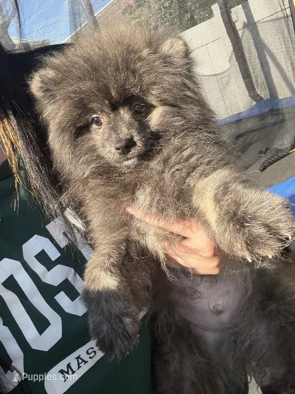 Brindle  – Pomeranian puppy for sale in Philadelphia, PA