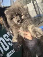 Brindle , a male Pomeranian for sale in Philadelphia, PA – 1 of 9