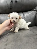 Melody, a female Poodle - Toy  for sale in Philadelphia, PA – 2 of 2