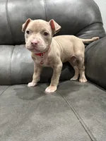 Candy, a female American Pit Bull Terrier for sale in Philadelphia, PA – 3 of 3