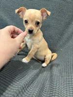 Darla, a female Chihuahua for sale in Philadelphia, PA – 5 of 5