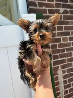 Mister , a female Yorkshire Terrier for sale in Philadelphia, PA – 3 of 3
