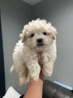 Malshi 2, a male Mal Shi for sale in Philadelphia, PA – 1 of 2