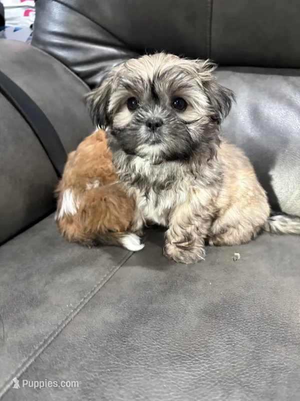 Lassy – Shih Tzu puppy for sale in Philadelphia, PA