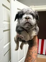 Mr miagi , a male French Bulldog for sale in Philadelphia, PA – 3 of 3