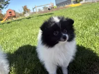 Panda , a female Pomeranian for sale in Philadelphia, PA – 3 of 6