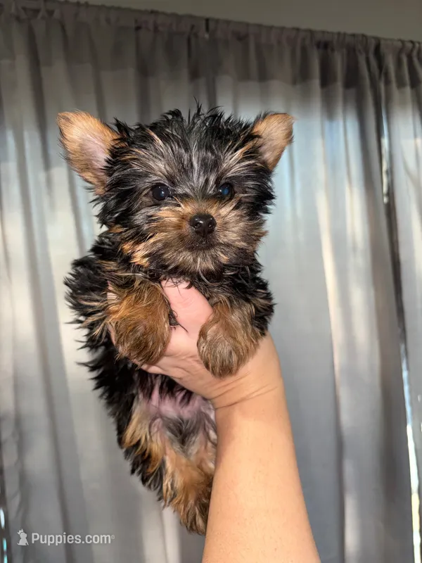 Teacup max – Yorkshire Terrier puppy for sale in Philadelphia, PA