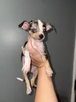 Teacup Liam , a male Chihuahua for sale in Philadelphia, PA – 3 of 3