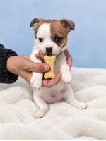 Jax, a male Jack Russell Terrier and Chihuahua for sale in Philadelphia, PA – 3 of 3