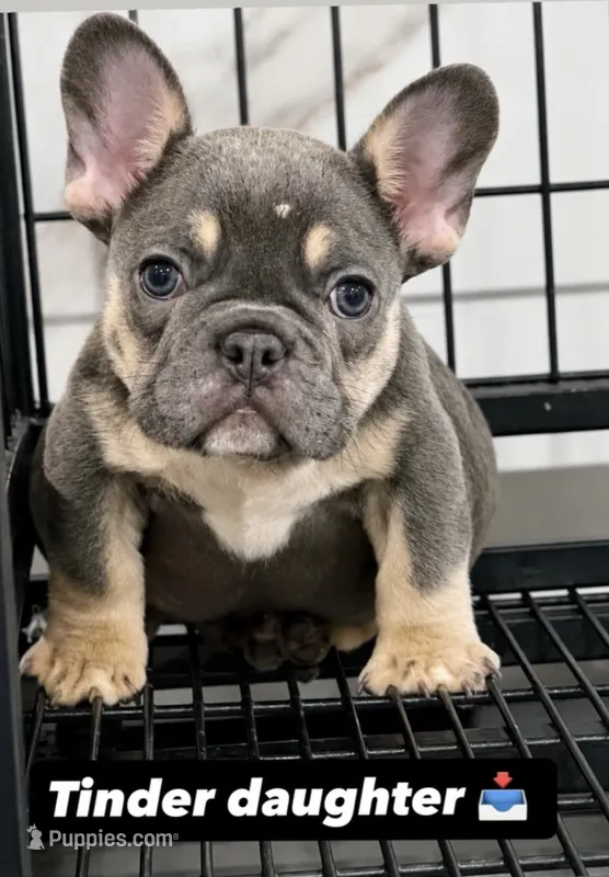Belle – French Bulldog puppy for sale in Philadelphia, PA
