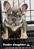 Belle, a female French Bulldog for sale in Philadelphia, PA – 1 of 1