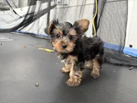 Rorer, a male Yorkshire Terrier for sale in Philadelphia, PA – 4 of 4