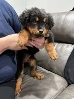 Royal, a female Rottweiler for sale in Philadelphia, PA – 2 of 6