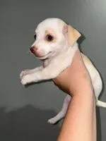 Precious , a female Chihuahua for sale in Philadelphia, PA – 4 of 4