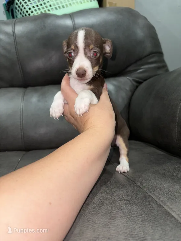 Toots – Chihuahua puppy for sale in Philadelphia, PA