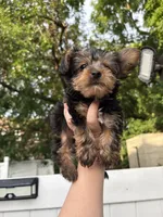 Rorer, a male Yorkshire Terrier for sale in Philadelphia, PA – 3 of 4