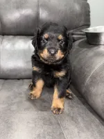River , a female Rottweiler for sale in Philadelphia, PA – 3 of 5
