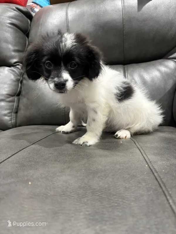 Liam  – Jack Russell Terrier, Shih Tzu puppy for sale in Philadelphia, PA