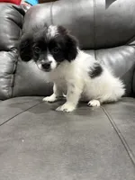 Liam , a male Jack Russell Terrier and Shih Tzu for sale in Philadelphia, PA – 1 of 9