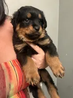 Royal, a female Rottweiler for sale in Philadelphia, PA – 3 of 6