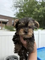 Jayla teacup , a female Yorkshire Terrier for sale in Philadelphia, PA – 4 of 4