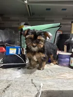 Tuti, a female Yorkshire Terrier for sale in Philadelphia, PA – Photo 5 of 6