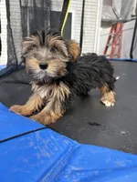 Tuti, a female Yorkshire Terrier for sale in Philadelphia, PA – Photo 3 of 6