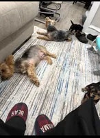 Tuti, a female Yorkshire Terrier for sale in Philadelphia, PA – Photo 6 of 6