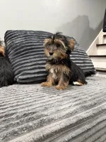Tuti, a female Yorkshire Terrier for sale in Philadelphia, PA – Photo 2 of 6