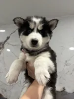 Muncy, a male Siberian Husky for sale in Philadelphia, PA – 2 of 2