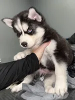 Lissy, a female Siberian Husky for sale in Philadelphia, PA – Photo 2 of 2